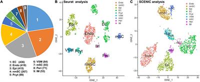 Single-Cell Regulatory Network Inference and Clustering Identifies Cell-Type Specific Expression Pattern of Transcription Factors in Mouse Sciatic Nerve